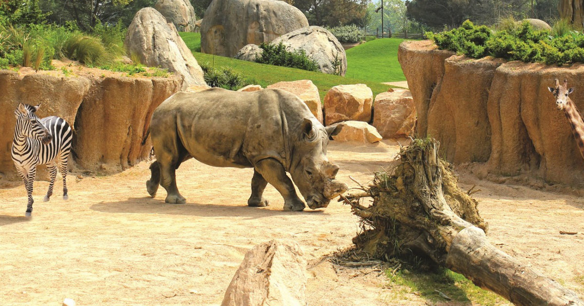 Zoom Torino, l’esperienza immersiva per conoscere gli animali The Red